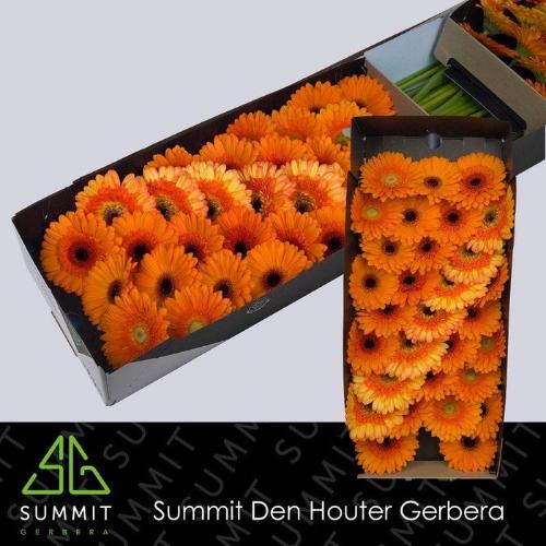 Gerbera mini gemengd op rij