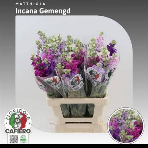 Matthiola incana gemengd