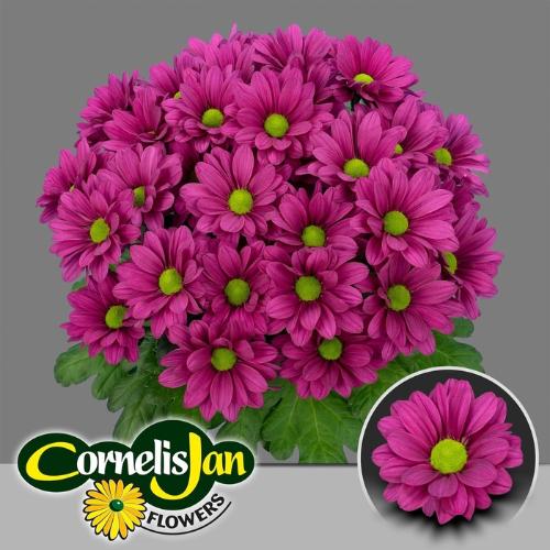 Chrysanthemum (Indicum Grp) tros Randall