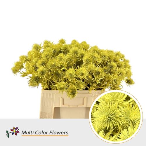 Eryngium alpinum kleurbehandeld H%