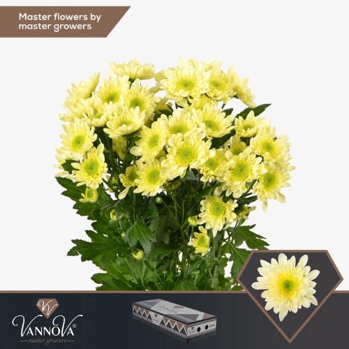 Chrysanthemum Indicum Grp tros kas Radost Cream