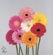 Gerbera grootbloemig gemengd