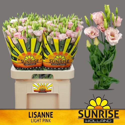 Eustoma russellianum gevuldbloemig Lisanne Light Pink