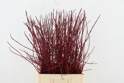 Cornus alba 'Sibirica'