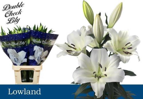 Lilium (OT-hybrids Grp) 'Lowland'