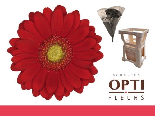 Gerbera mini Lipstick