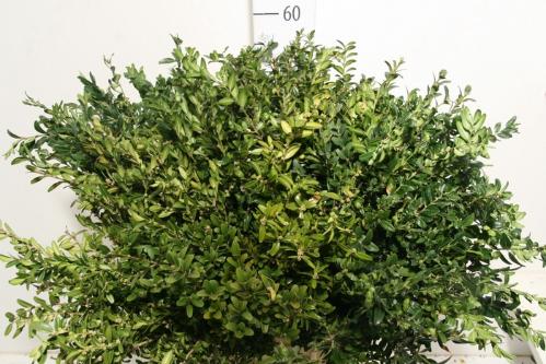 Buxus sempervirens