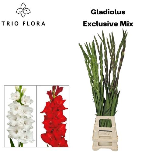 Gladiolus grootbloemig gemengd in fust