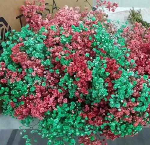 Gypsophila paniculata Xlence