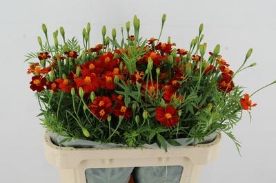 Tagetes overig