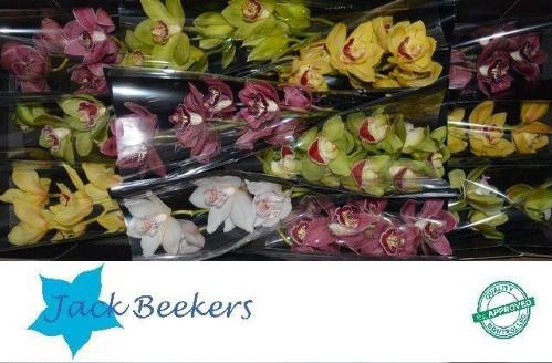 Cymbidium grootbloemig per tak gemengd