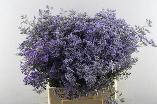 Limonium Safora Classic Blue