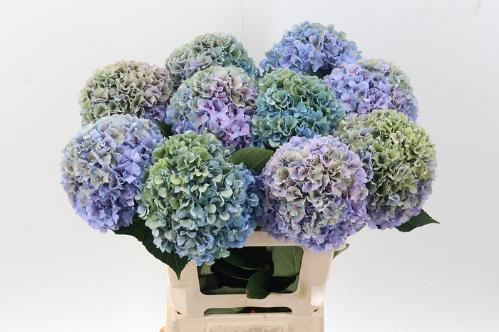 Hydrangea macrophylla Royal Pride (classic)