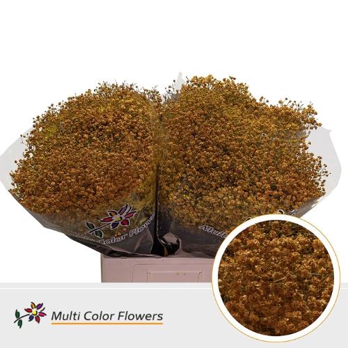 Gypsophila overig kleurbehandeld H%