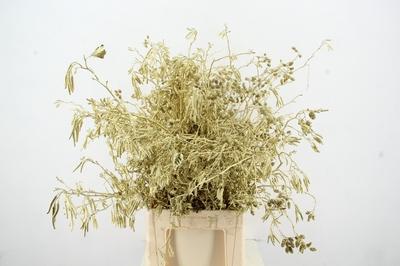 Decoratiegroen kleurbehandeld H%