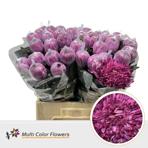 Chrysanthemum (Indicum Grp) geplozen Antonov kleurbehandeld H%