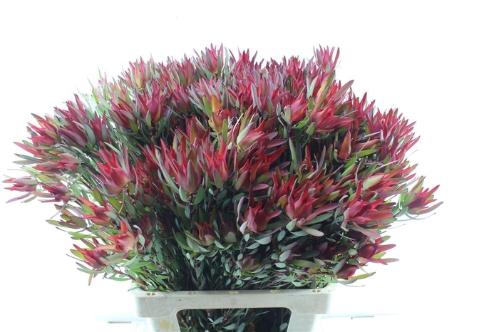 Leucadendron salignum 'Blush'