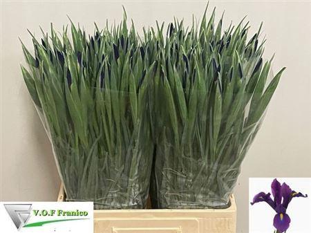 Iris (Hollandse Iris Grp) 'Hong Kong'