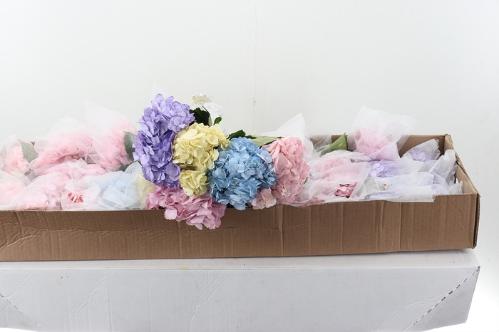 Hydrangea overig