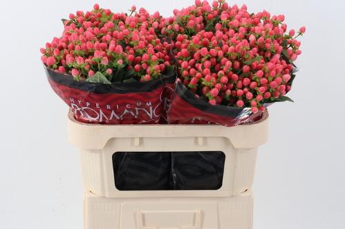 Hypericum androsaemum Sweet Romance