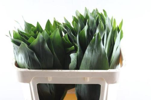 Aspidistra elatior overig