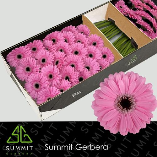 Gerbera grootbloemig Alison