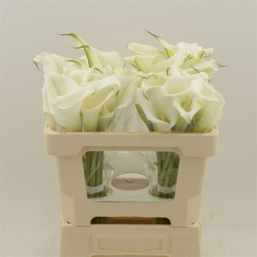 Zantedeschia White Art