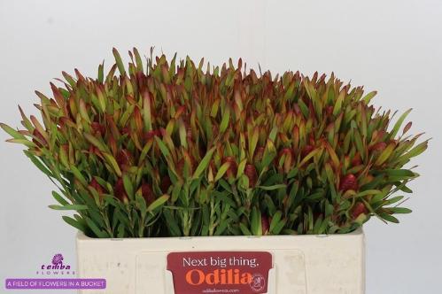 Leucadendron Ayoba Cherry Pearl