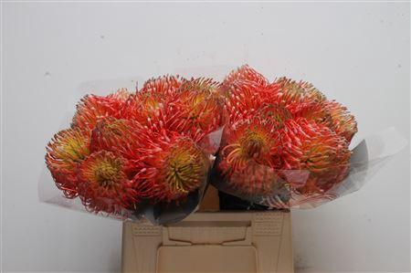 Leucospermum cordifolium overig