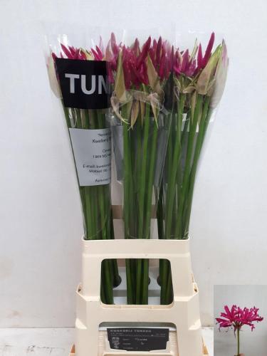 Nerine Bowdenii Grp 'Alexandra'