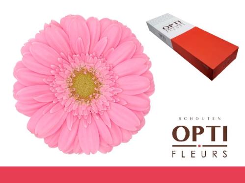 Gerbera mini Kirstey