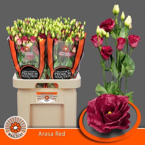 Eustoma russellianum gevuldbloemig 'Arosa Red'