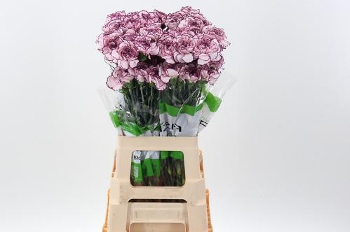 Dianthus standaard Damascus