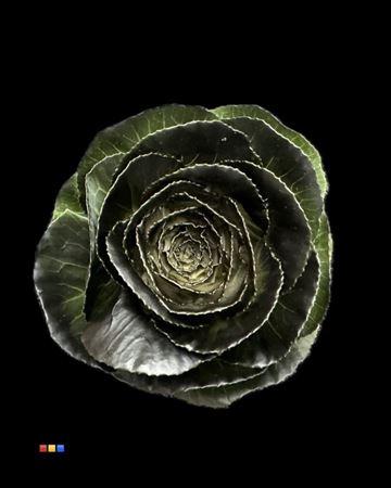 Brassica oleracea kleurbehandeld H%