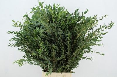 Eucalyptus parvifolia
