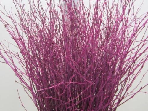 Betula kleurbehandeld H%