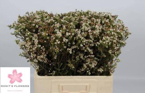 Chamelaucium 'Blondie'