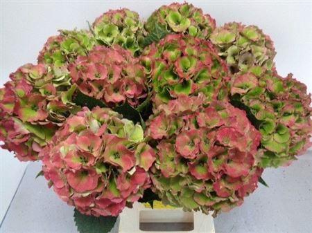 Hydrangea macrophylla Royal Palace (classic)