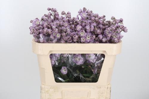 Delphinium dubbelbloemig (Elatum Grp) 'Dewi Flamingo'