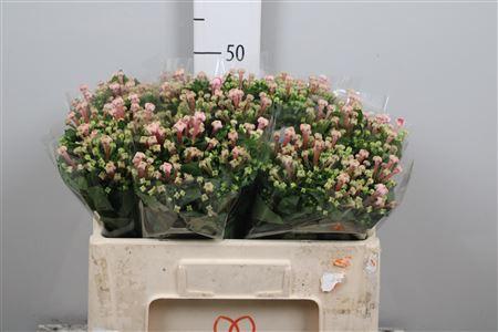 Bouvardia enkelbloemig Pink Jewel
