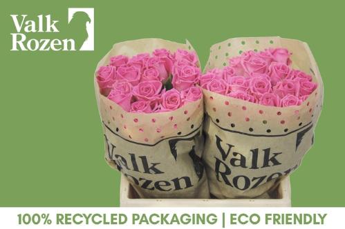 Rosa grootbloemig Aqua!