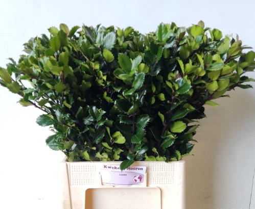 Ilex x meserveae 'Blue Prince'