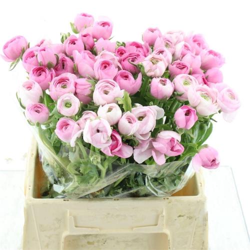 Ranunculus asiaticus 'Aazur Light Pink'