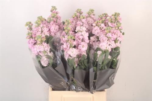 Matthiola incana 'Iron Cherry Blossom'
