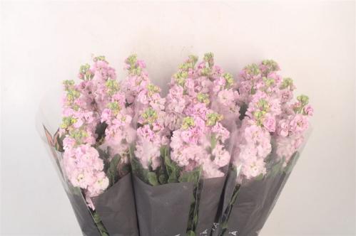 Matthiola incana 'Iron Cherry Blossom'