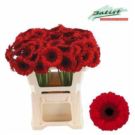 Gerbera mini Red Ruby