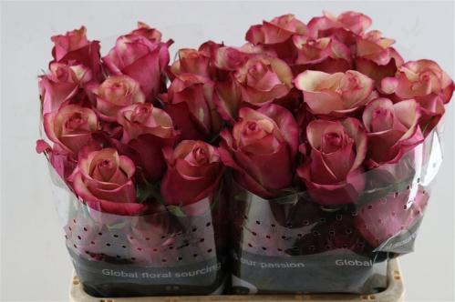 Rosa grootbloemig Vintage