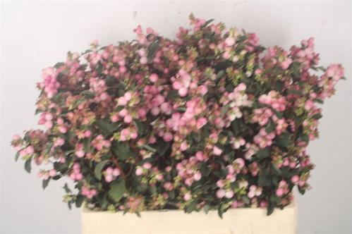 Symphoricarpos (Pink Berry Grp) Magical Pink Falls