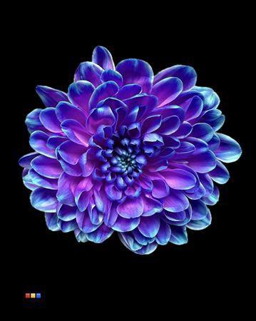 Chrysanthemum Indicum Grp tros kas kleurbehandeld H%