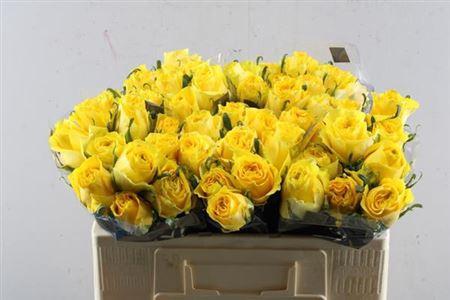 Rosa grootbloemig Golden Smile